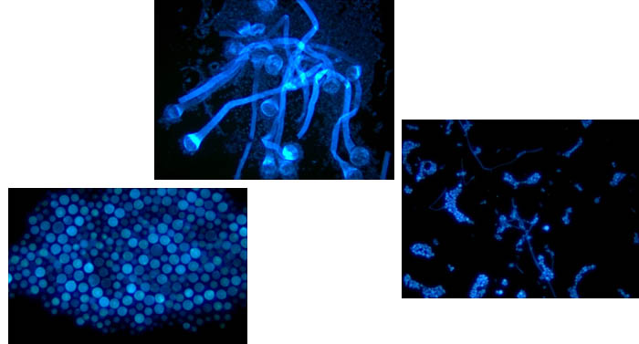 生物医疗显微镜.jpg 生物医疗显微镜.jpg
