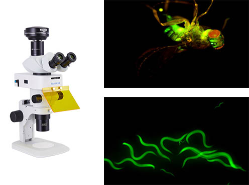 体视荧光显微镜.jpg 体视荧光显微镜.jpg