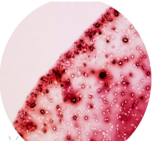 显微镜下的红酒.png 显微镜下的红酒.png