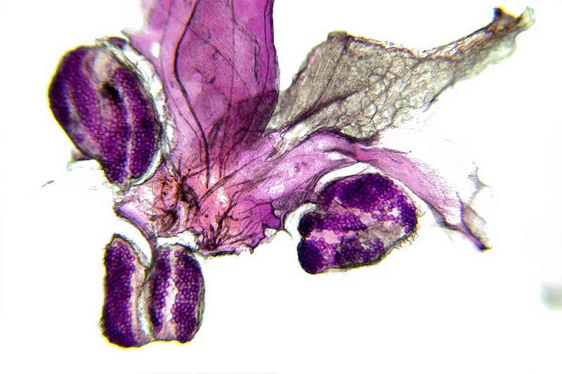 植物学03_花萼图片 (1).jpg