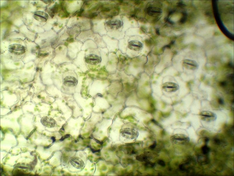 植物学05_叶子的气孔.JPG