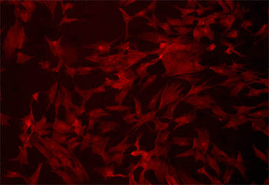 高速相机MS16-H2.jpg 高速相机MS16-H2.jpg