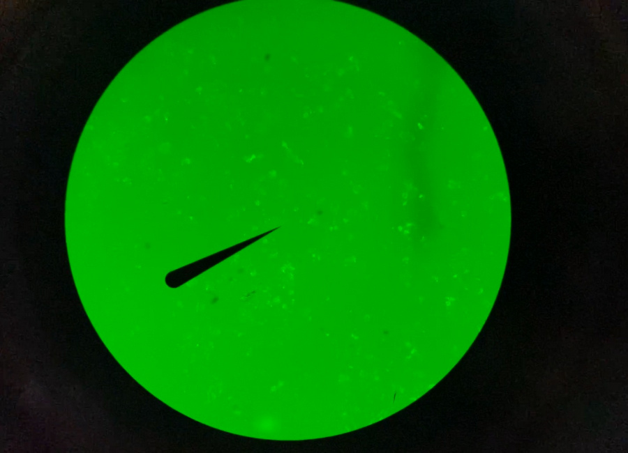 BG_Fluo_05.jpg BG_Fluo_05.jpg