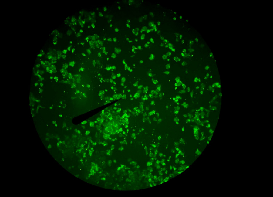 BG_Fluo_08.jpg BG_Fluo_08.jpg