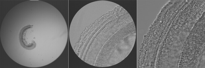 显微镜下的耳蜗.jpg 显微镜下的耳蜗.jpg