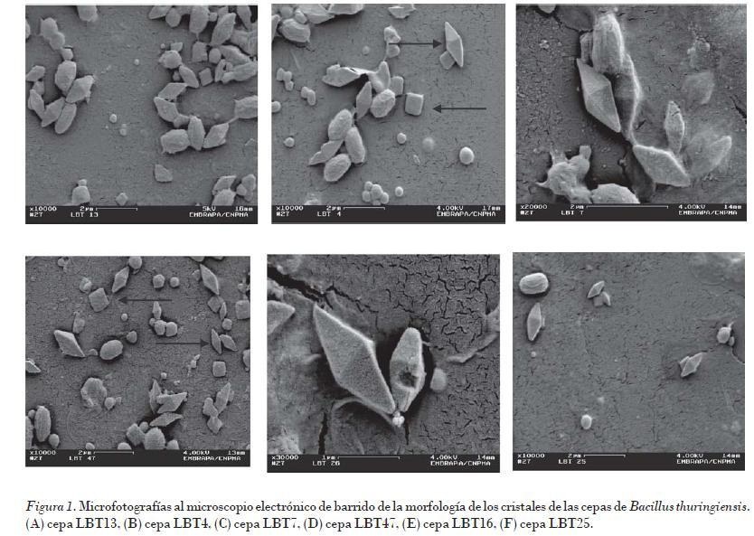 11_Bacillus.jpg