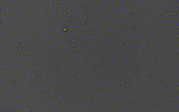 MF52-N看免疫荧光.jpg MF52-N看免疫荧光.jpg