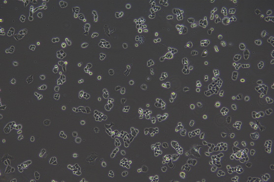 MF-52-CF看细胞_4.jpg MF-52-CF看细胞_4.jpg