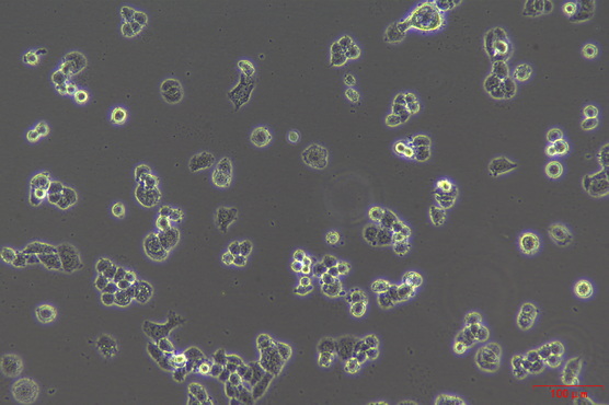 MF-52-CF看细胞_2.jpg MF-52-CF看细胞_2.jpg