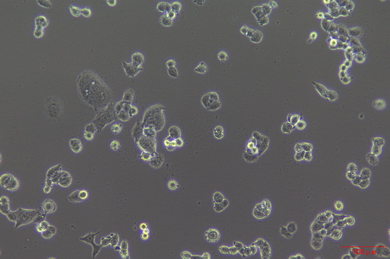 MF-52-CF看细胞.jpg MF-52-CF看细胞.jpg