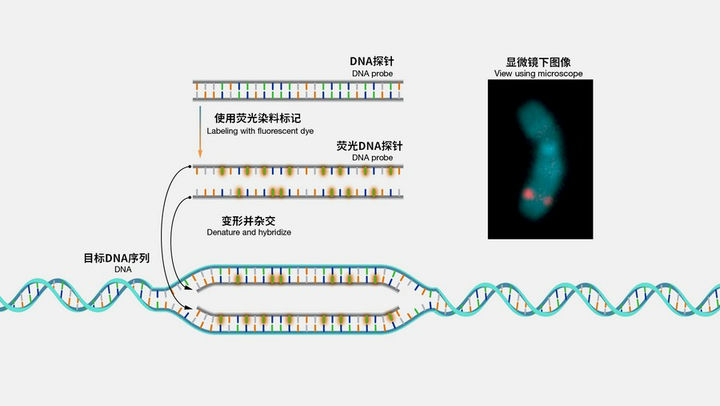 ​FISH荧光原位杂交技术与荧光显微镜