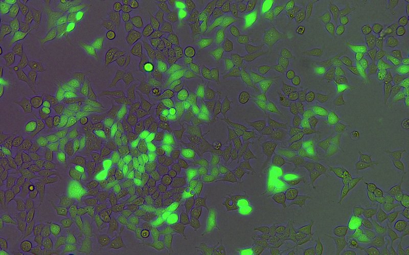 06_InvFluo_282.jpg 06_InvFluo_282.jpg