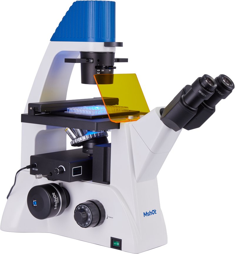 08_InvFluo_P19_07.jpg 08_InvFluo_P19_07.jpg