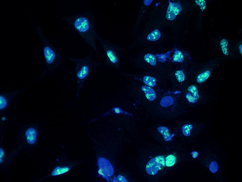 12_InvFluo_MF52_MF-BGU-LED2.jpg 12_InvFluo_MF52_MF-BGU-LED2.jpg