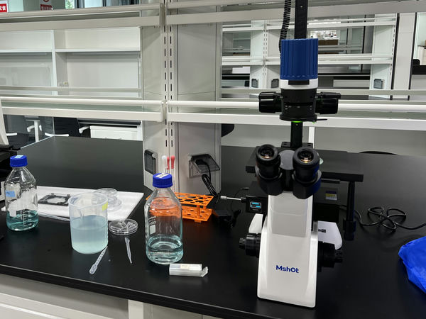 斑马鱼_MF52-CF_202310_南方科技大学生物系（活体荧光标记斑马鱼挑选）_2-2.jpg