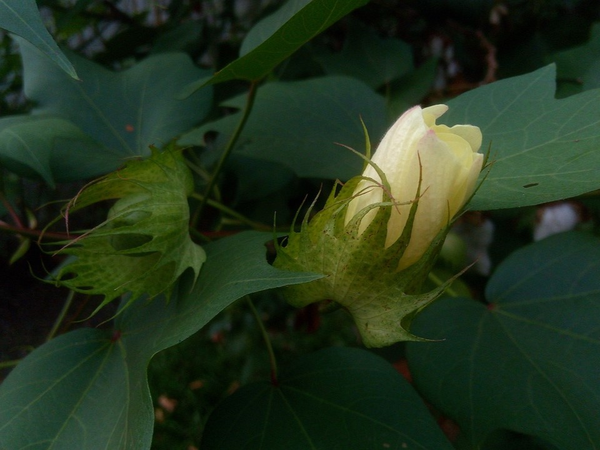 cotton-plant-6041112_1280.png