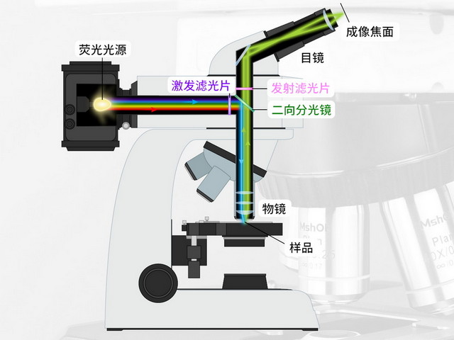 荧光观察02.jpg