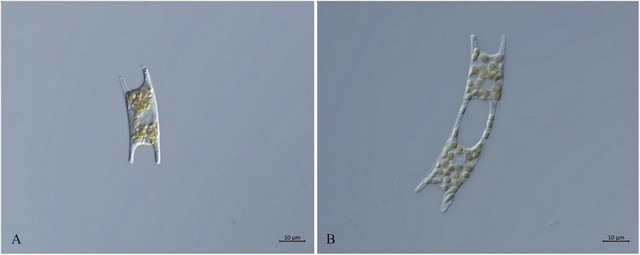 03DIC_DIC水生物.jpg