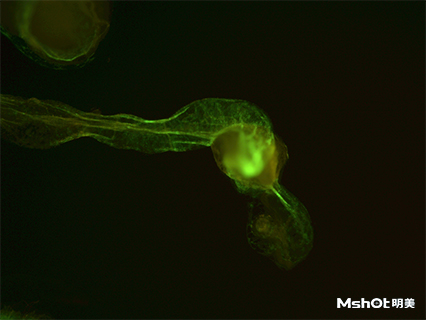 明美体视荧光显微镜助力湖南师范大学果蝇模式生物观察