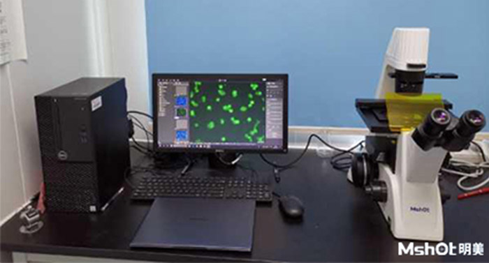 倒置荧光显微镜应用于湖南师范大学医学院免疫细胞检测