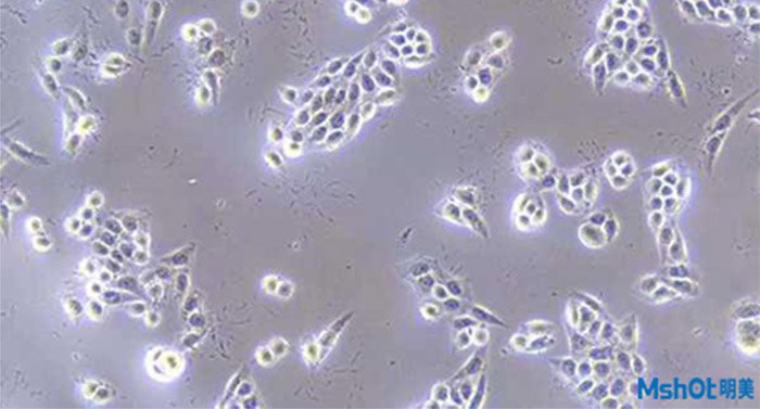 细胞工厂显微镜应用于细胞培养