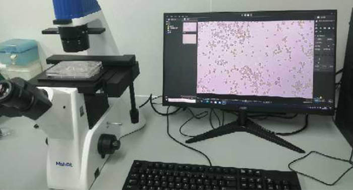 明美倒置显微镜应用于细胞培养的观察