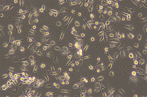 明美倒置显微镜用于活体细胞观察