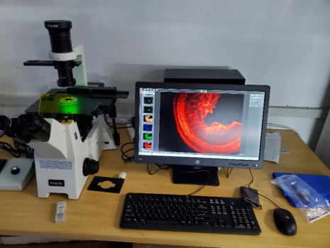 倒置荧光显微镜MF53-N观察小鼠耳蜗，为科研提供重要的线索