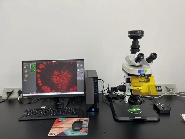 Mshot明美体视荧光显微镜MZX81助力桂林植物研究所探秘植物世界