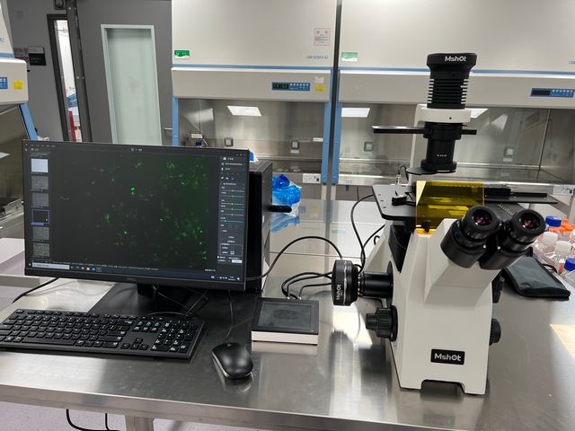 明美倒置荧光显微镜助力深圳理工活细胞与荧光转染细胞观察