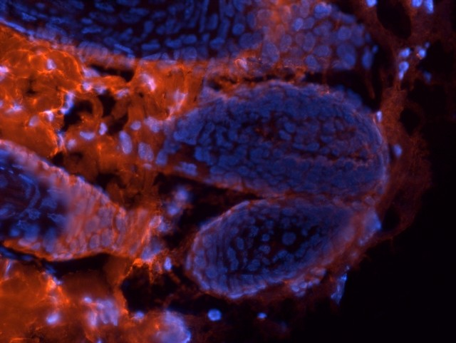 明美倒置荧光显微镜：深圳生物企业的细胞观察新利器