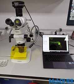 明美体视荧光显微镜助力湖南师范大学果蝇模式生物观察1.jpg