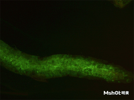 明美体视荧光显微镜助力湖南师范大学果蝇模式生物观察2.jpg