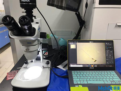明美显微镜相机助力厦门大学环境与生物工程斑马鱼观察3.jpg