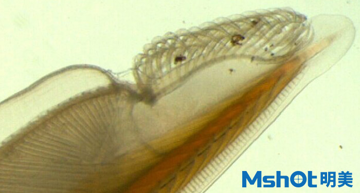 文昌鱼一般用什么显微镜观察？