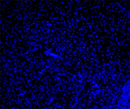 明美荧光显微镜助力成都中医药大学细胞切片观察