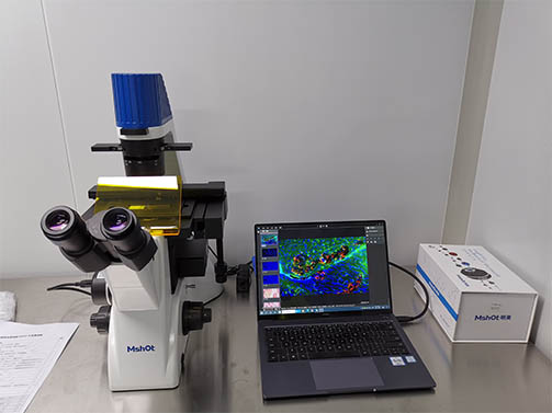 明美倒置荧光显微镜用于脑组织荧光切片观察