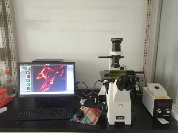 明美倒置荧光显微镜助力小鼠脑切片观察研究