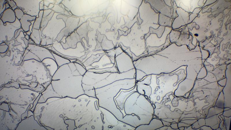 明美显微镜相机MSX11助力细 菌结构的显微观察