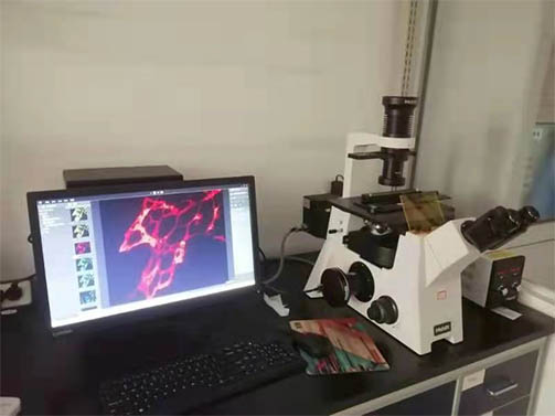 明美倒置荧光显微镜用于小老鼠脑切片观察