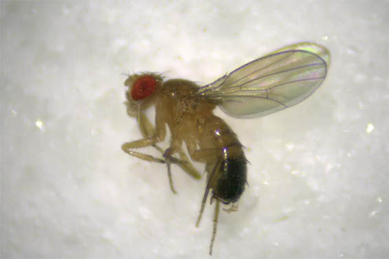 明美体视显微镜用于观看果蝇
