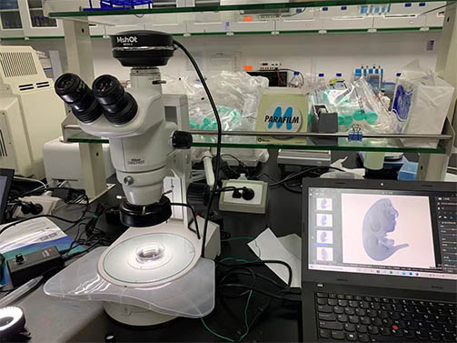 明美显微镜摄像头走进中山大学医学院，用于观察小鼠的胚胎模型