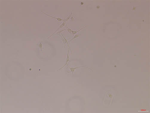 荧光显微镜下的活体细胞.jpg
