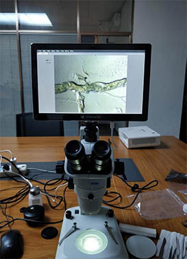 体视显微镜用于黑水虻解剖观察