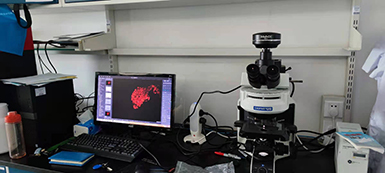 明美显微镜相机MSX11用于免疫荧光切片的成像