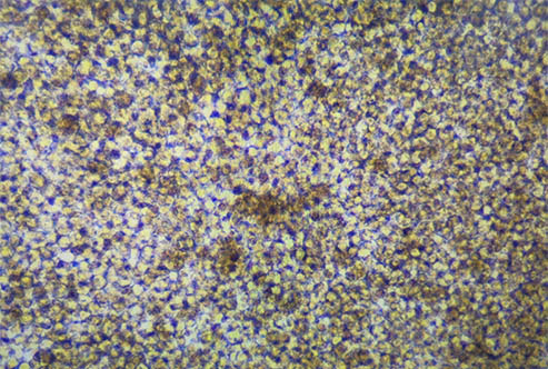 细胞培养-倒置显微镜.jpg
