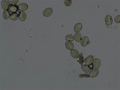 荧光显微镜下的植物根茎.jpg