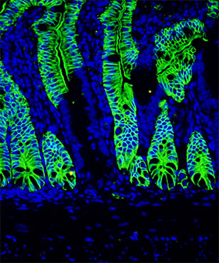 明美显微镜相机助力华中农业大学肠道染色观察