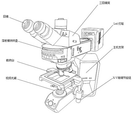 显微镜结构图.jpg