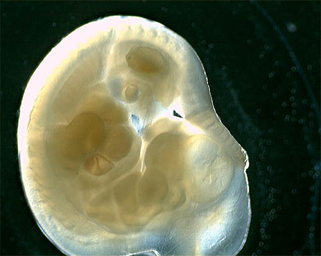 显微镜下的胚胎.jpg